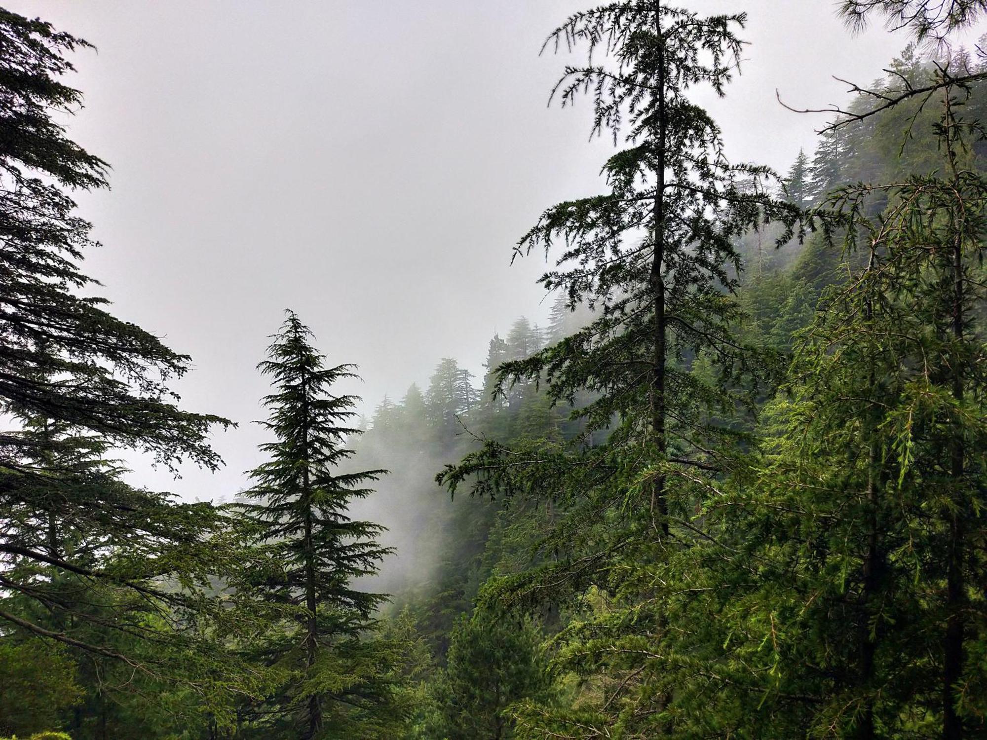 Neha Homestay Šimla Exteriér fotografie